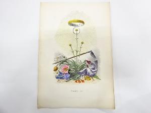 J.J.Grandville(1803-1847)　Les Fleurs Animees(1867)　銅版画